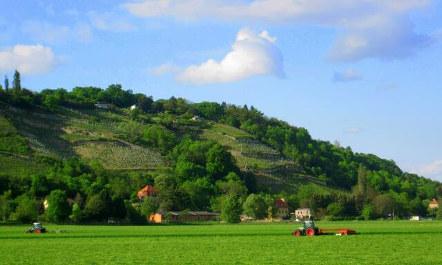 Weinberge an der Weinstraße - Steinmeister