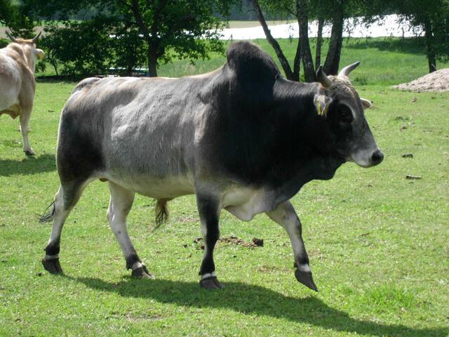 Diese dem Ur nahen Verwandten aus Indien (Zebu) oder deren Kreuzung aus Afrika (Watussi) sind schon einzigartig.
