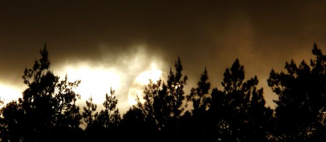 Die Abendsonne hinter den Baumwipfeln.