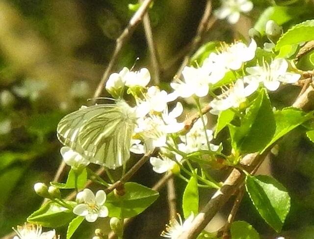 Rapsweißling / Heckenweißling - Pieris napi