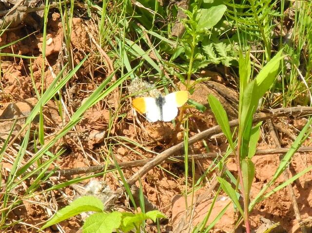 Aurorafalter  - Anthocharis cardamines - m