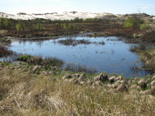 Ein kleiner See nördlich der Düne