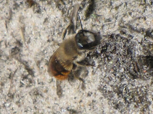 Schwere Sandbiene (Andrena gravida)