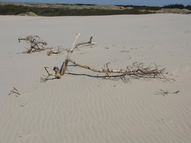 Abgestorbene Baumkronen ragen aus dem Sand
