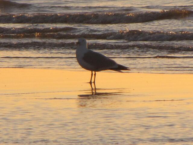 Silbermöwe in der Abendsonne