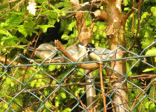 Frische Fliegen - lecker...........