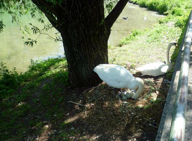 Ja,alle Eier noch da!