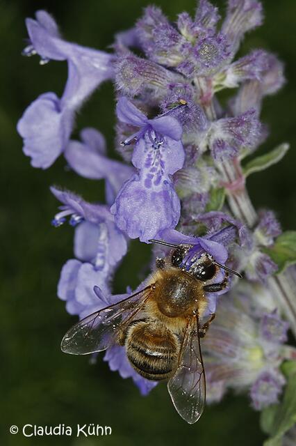 Ein Festmahl für die Bienen (mit Makro) ...