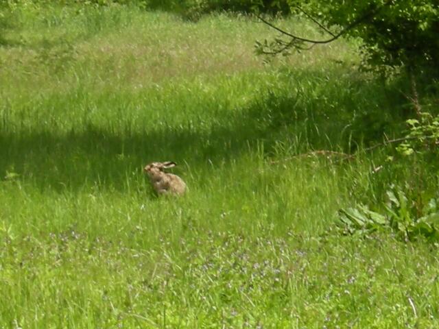 Schon wieder der Hase bei den Tennisplätzen.