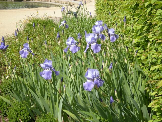 Prachtvolle Lilien, vor unserer Bank.