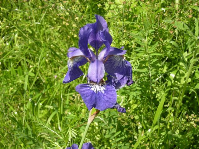 Wunderbar iris sibirika, bei Heinz im Grabeland.