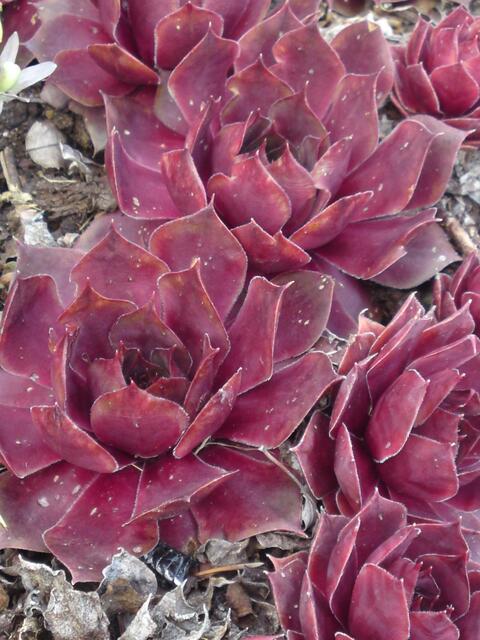 ..Ihr merkt schon, mein Favorit...