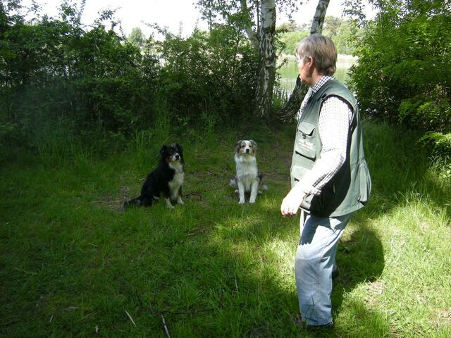 Viele Hunde baden hier.