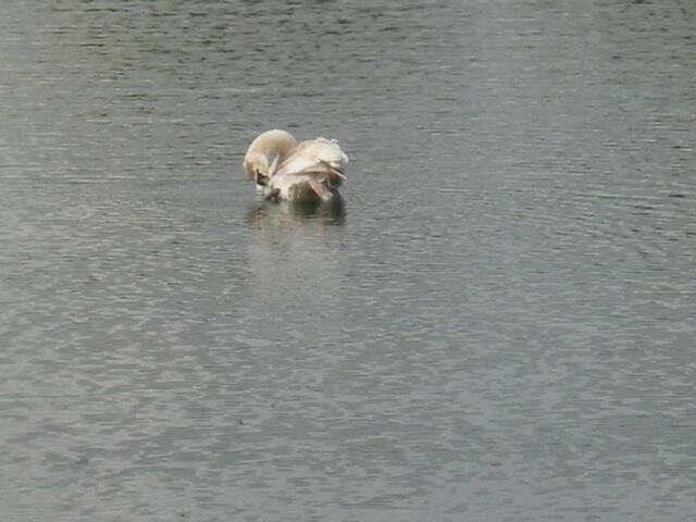 Jungschwan bei Gefiederpflege.