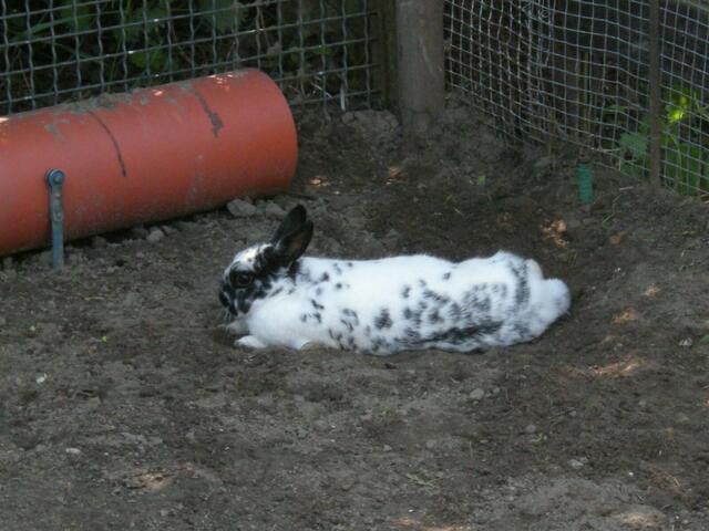 Ein Hase bei Heinz Zander GTF.