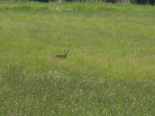 Was ich in der Ferne seh´, ist ein Reh.