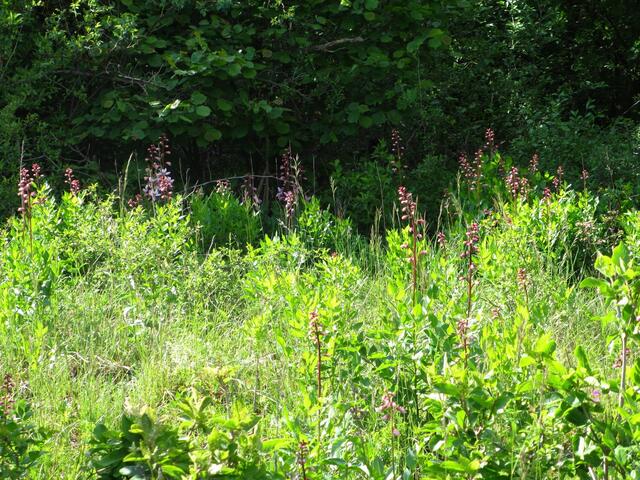 ...eine ganze Wiese davon...