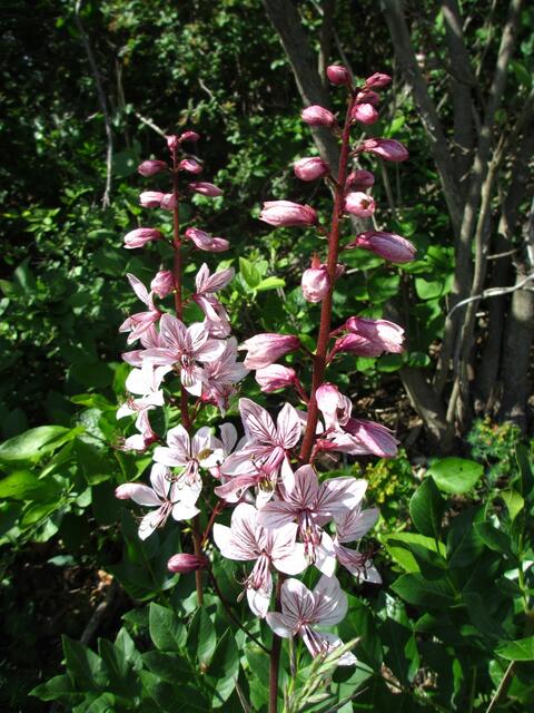 ... tolle Blüte