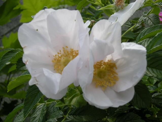 Rosenpracht.