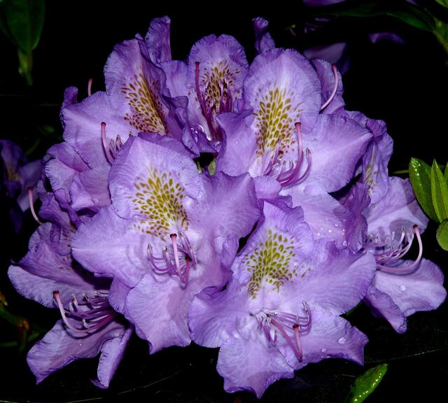EINFACH SCHÖN! "Blüte der Nacht" - dieses Foto der Rhododendronblüte nach dem Regen wurde in der Dunkelheit - mit Blitz - aufgenommen.