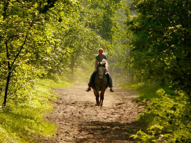 Ein herrlicher Reitweg führt - eingebettet zwischen Schatten spendenden Bäumen - in Richtung Ehlershausen.