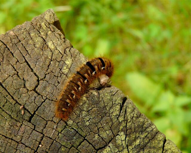Die Raupe erklimmt einen Holzpfahl.