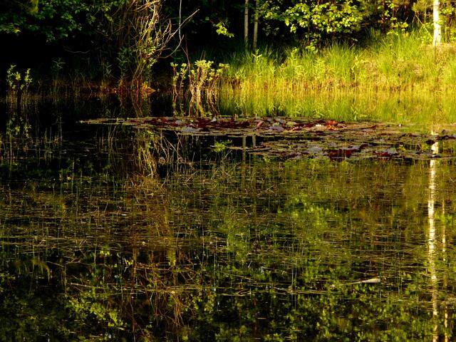 Libellenhabitat am kleinen Moorteich in Ehlershausen.