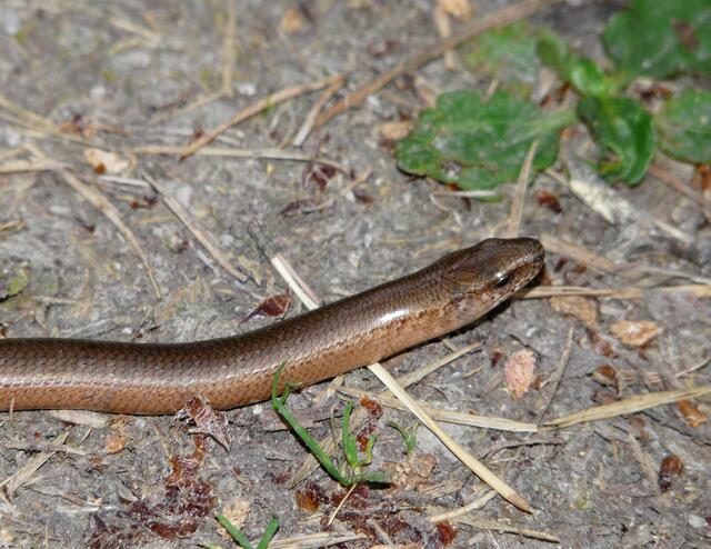 Ein hübsches Reptil!