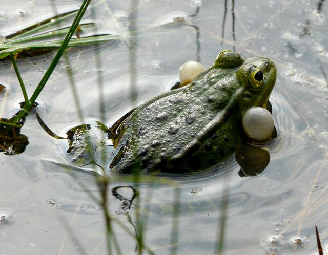 "Grünfrösche" (Teich-,See- und Wasserfrösche). Ist man sich bei der Bestimmung der Art nicht ganz sicher sollte man von "Grünfröschen" sprechen. Da sie einen miteinander hybridisierenden Komplex bilden sitzen die Schallblasen anders als bei den Kröten in den Mundwinkeln. Die ausgeatmete Luft wird hineingelassen und so das Quaken erzeugt. Da die Schallblasen gute Resonanzräume sind ist das Quaken  entsprechend der Größe der Schallblasen lauter. Auf den folgenden Bildern sind drei Phasen zu sehen.
