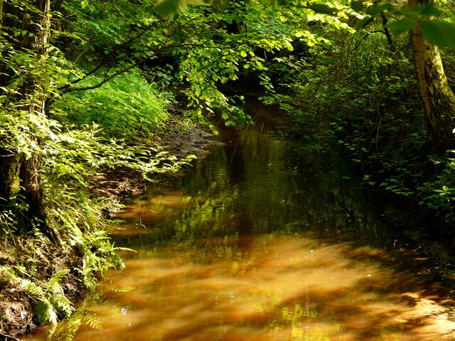 Waldidylle auf dem Weg nach Ehlershausen.