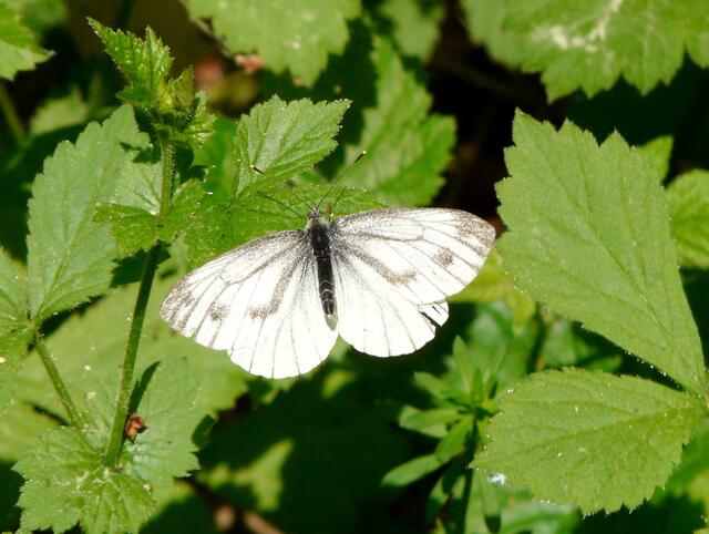 Einen Weißling - Ein Grünader Weißling - (Oberseite -Pieris napi) auf dem Waldweg entdeckt.