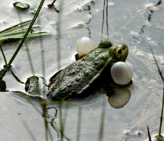 Ein ziemlich lauter Frosch... dank der großen Schallblasen.
