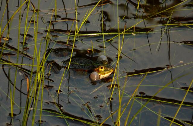 Froschkonzert am kleinen Moorsee.
