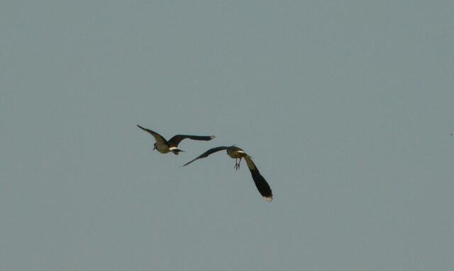 Flugbild zweier Kiebitze.