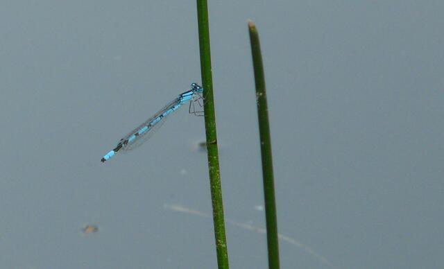 Libelle am kleinen Moorteich. Eine Gemeine Becherjungfer, früher Becher-Azurjungfer genannt (Enallagma cyathigerum) - ein Männchen.