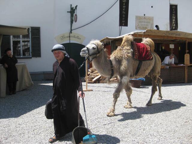 Was macht das Kamel hier????????????