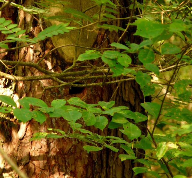 Der Eingang der Spechthöhle liegt gut versteckt hinter dichtem Gestrüpp. Der Spechtbau lag mit nur einem Meter über dem Boden unüblich niedrig. Das war wahrscheinlich auch der Grund weshalb sich hier die Spechteltern besonders vorsichtig zeigten und sich dem Bau nicht während der Beobachtung näherten. Um nicht zu stören verließ ich den Standort schnell wieder... Bei einem kontrollierenen Vorbeifahren einige Tage später zeigte das aktive Futterbetteln an, dass sich der Nachwuchs weiterhin prächtig entwickelt