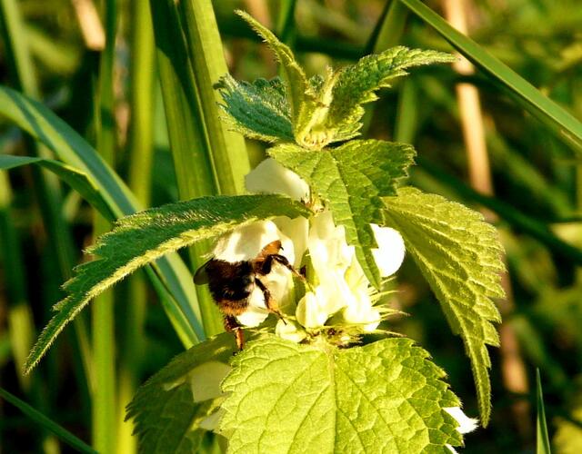 Tief ist sie in die Blüte der weißen Taubnessel eingetaucht!