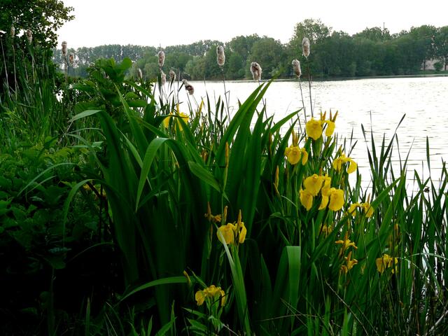 Am Uferrand des Wietzesees.