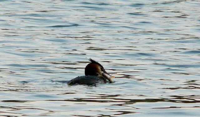 Ein Haubentaucher auf dem Wietzesee hat eine Rotfeder gefangen und verschlingt sie an Ort und Stelle.