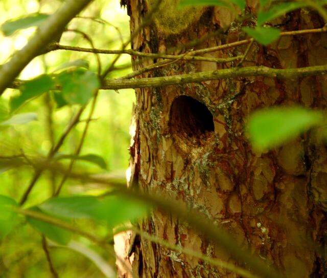 Am Rande des Waldweges entdeckt! - Die unermüdlichen Rufe der jungen Spechte verraten den Standort der Spechthöhle. Noch ist hier kein Jungvogel am Ausflugloch zu sehen.
