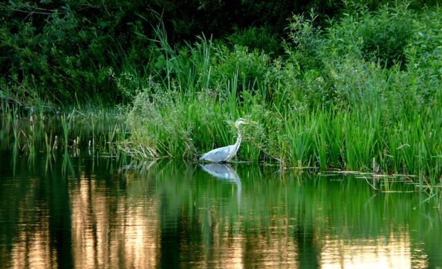 Graureiher am abendlichen Wietzesee. Auch am Würmsee konnte er in diesen Tagen wieder beobachtet werden.