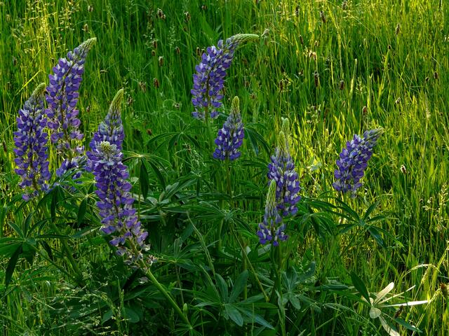 Das VIOLETT bildet einen attraktiven Kontrast zum satten GRÜN.