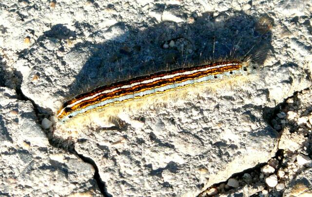 Die Raupe des Ringelspinners (Malacosoma neustria). Die augenartigen dunklen Flecken an der Kopfkapsel sollen der Raupe ein bedrohliches Aussehen geben. Ihre winzig kleinen Augen liegen in Wahrheit unten an der Kopfseite.