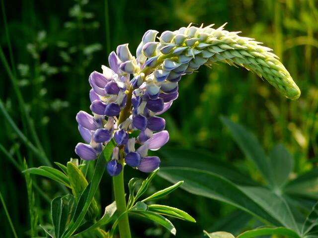 Die Lupine - Der traubige Blütenstand besteht aus bis zu 80 Schmetterlingsblüten.
