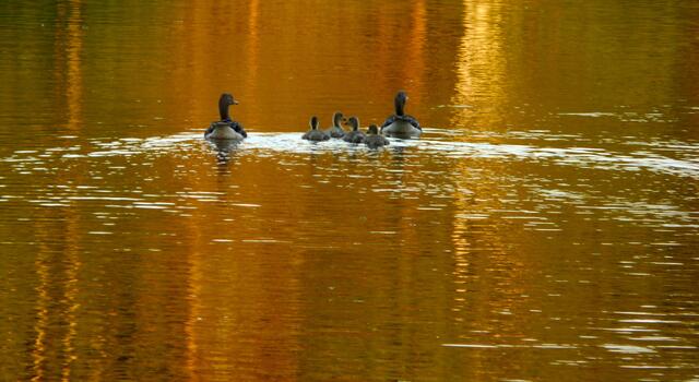 Die Graugansfamilie  auf dem, in goldenes Abendlicht getauchten, Würmsee.