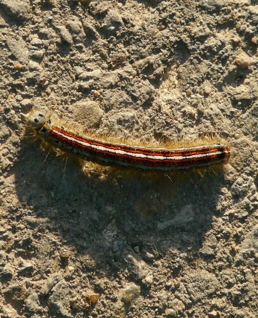 Die Raupe des Ringelspinners (Malacosoma neustria). Die augenartigen dunklen Flecken an der Kopfkapsel sind hier gut zu erkennen.