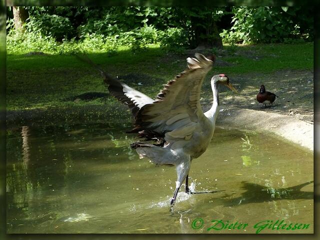 Mir ist das Wasser noch zu kalt ... brrrrh
