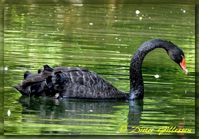 Idylle im Augsburger-Zoo-Weiher....
