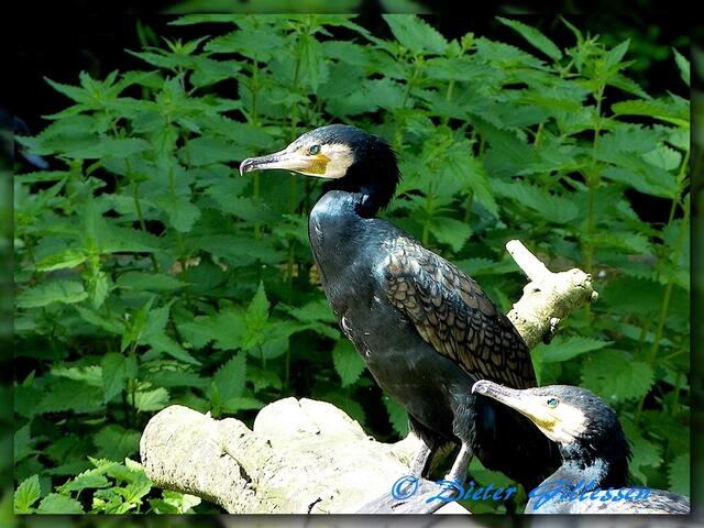 Die suchen unser Nest .... aber i sog nix !!!